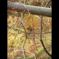 Morelle ou Solanum